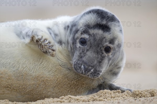 Grey Seal (Halichoerus grypus)