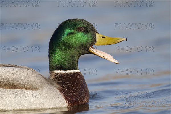 Mallard (Anas platyrhynchos)