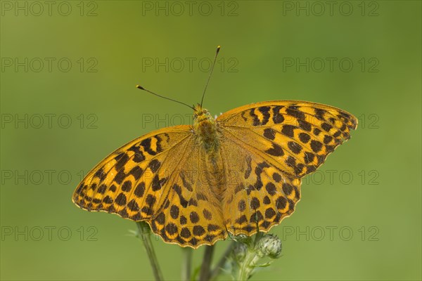 Silver-washed Fritillary (Argynnis paphia)