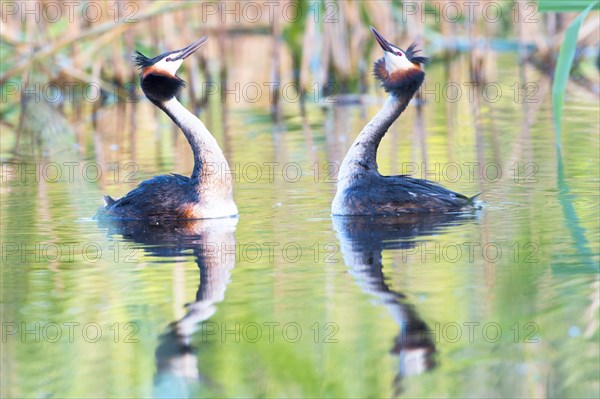 Great Crested Grebes (Podiceps cristatus) doing a mating dance