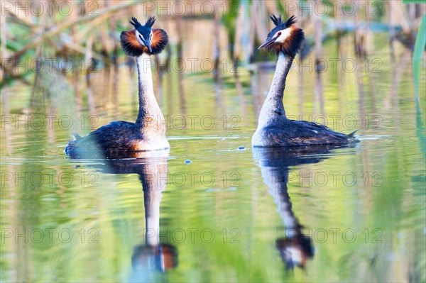 Great Crested Grebes (Podiceps cristatus) doing a mating dance