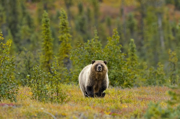Grizzly Bear (Ursus arctos horribilis) standing between blueberries