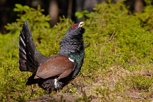 Western Capercaillie (Tetrao urogallus)