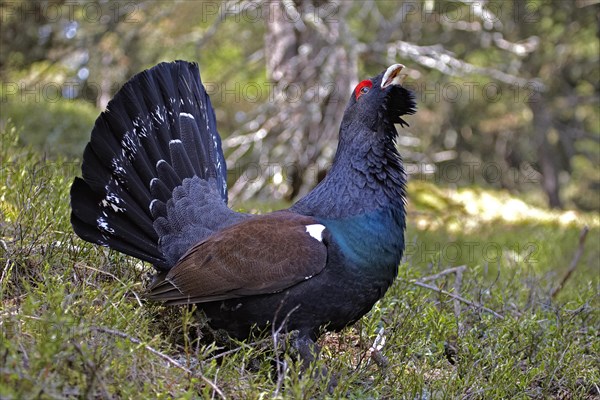 Western Capercaillie (Tetrao urogallus)