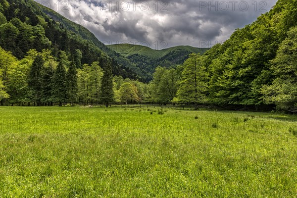 La Lama forest