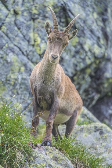 Alpine Ibex (Capra ibex)