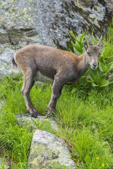 Alpine Ibex (Capra ibex)