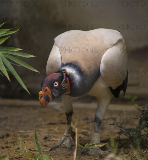 King vulture (Sarcoramphus papa)