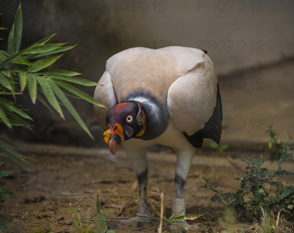 King vulture (Sarcoramphus papa)