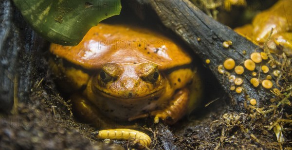 Madagascar tomato frog or crapaud rouge de Madagascar (Dyscophus antongilii) with maggot