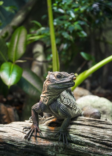 Rhinoceros Iguana (Cyclura cornuta) on a tree trunk