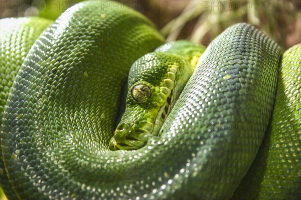 Green Tree Python (Chondropython viridis)