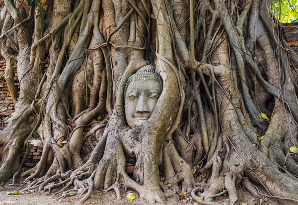 Buddha head statue in bodhi tree (Ficus religiosa) roots