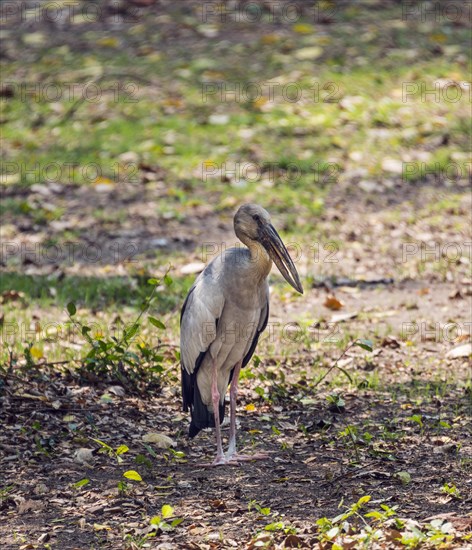 Asian openbill or Asian open bill stork (Anastomus oscitans)