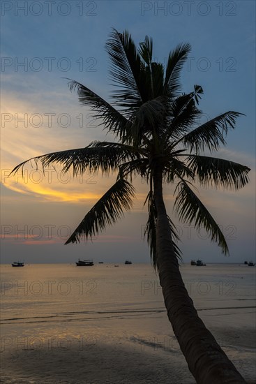 Palm tree by sea at sunset