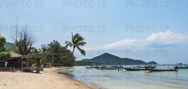 Palm tree on sandy beach