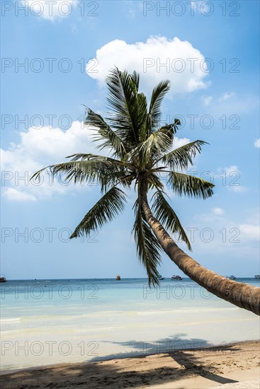 Palm on sandy beach