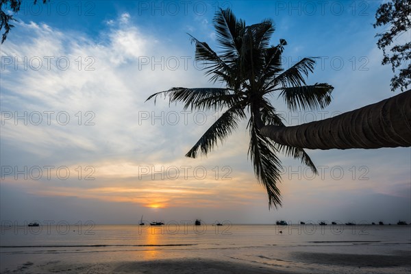 Palm tree at sunset