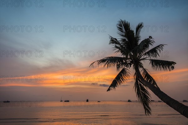 Palm tree at sunset