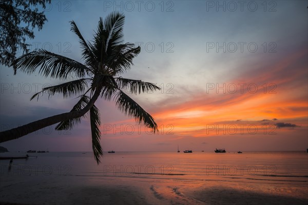 Palm tree at sunset