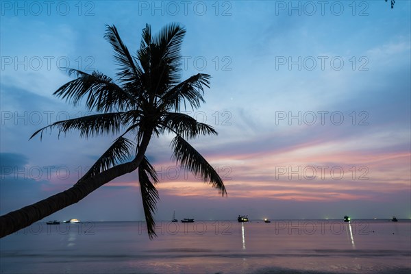 Palm tree at sunset