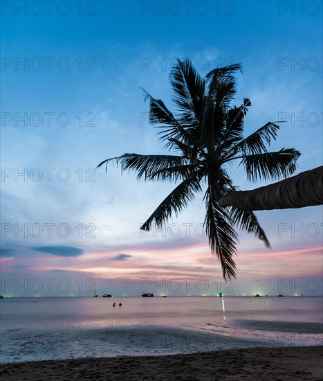 Palm tree at sunset