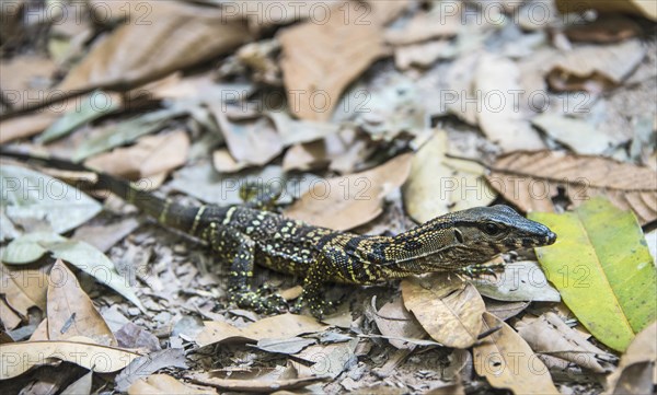 Water monitor (Varanus salvator) on leaves