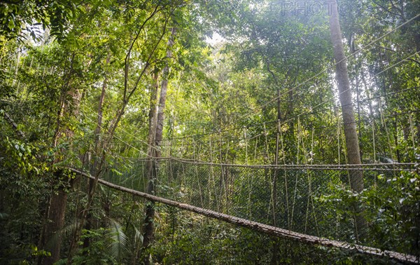 Suspension bridge in the jungle