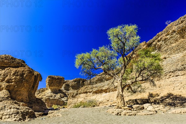 Camel thorn (Acacia erioloba) in Sesriem Canyon