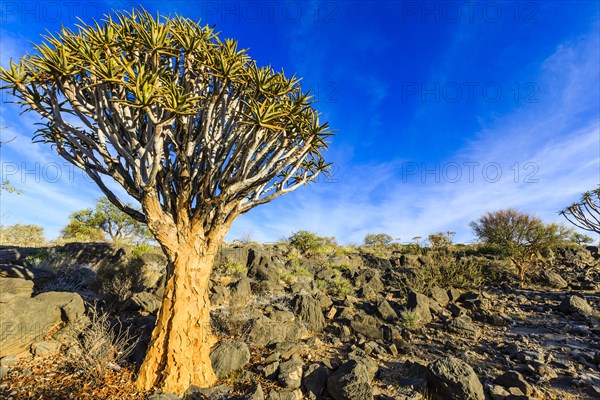 Quiver tree or kokerboom (Aloe dichotoma)