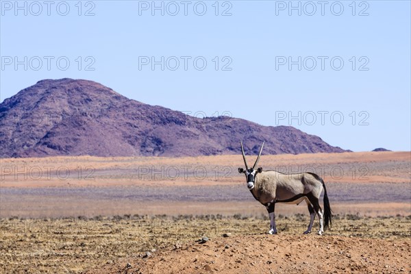 Gemsbock or gemsbuck (Oryx gazella) in Namib Naukluft Park