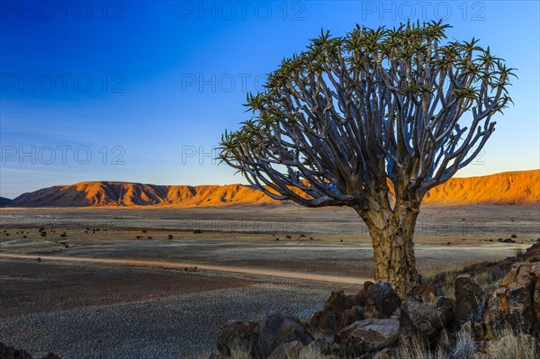 Quiver tree or kokerboom (Aloe dichotoma) in front of Rooirand mountains in evening light