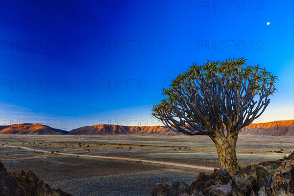Quiver tree or kokerboom (Aloe dichotoma) in front of Rooirand mountains in evening light
