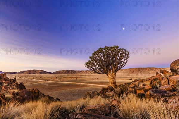 Quiver tree or kokerboom (Aloe dichotoma) in front of Rooirand mountains