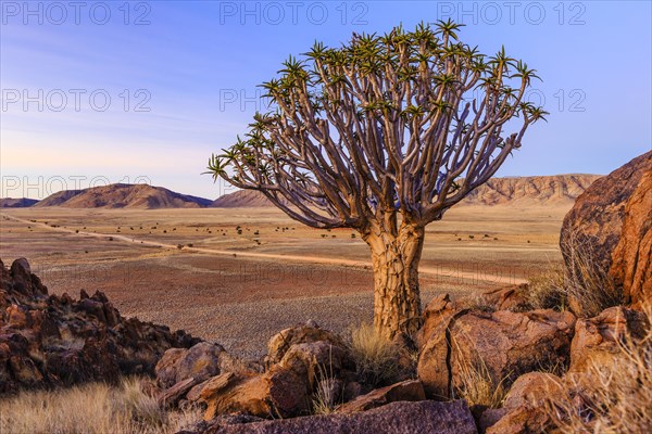 Quiver tree or kokerboom (Aloe dichotoma) in front of Rooirand mountains