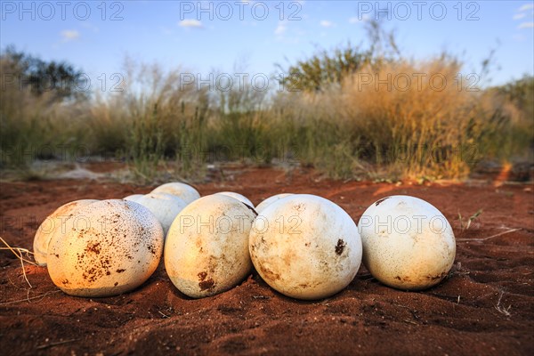 Nest with ostrich eggs in the red sand