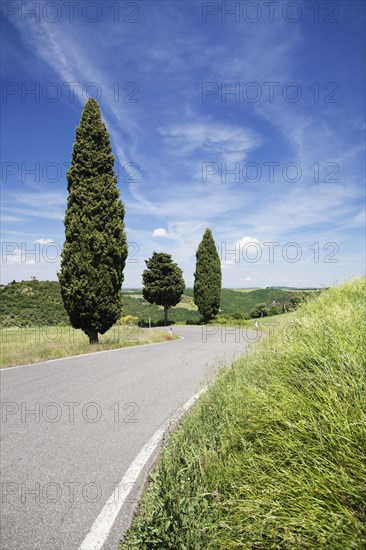 Cypress trees on a street