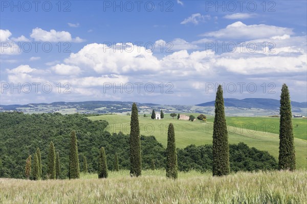 Cypress trees and Capella di Vitaleta