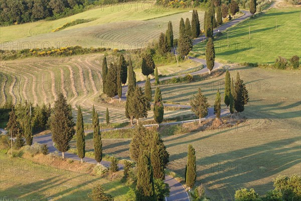 Cypress trees by a street