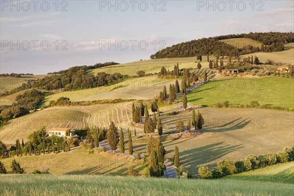 Cypress trees by a street