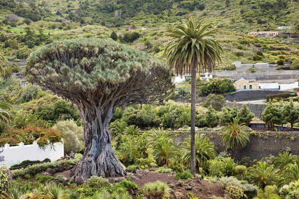 Dragon Tree (Dracaena draco) Drago Milenario