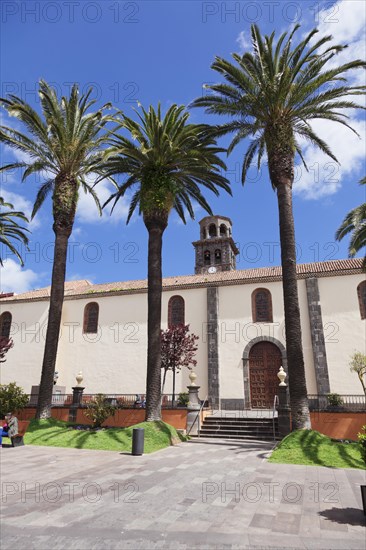 Palm trees in front of the Church of Our Igelsia de la Conception