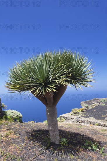 Dragon tree (Dracaena draco) at Mirador de la Pena