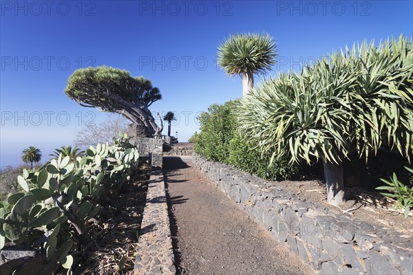 Canary Islands dragon tree (Dracaena draco)