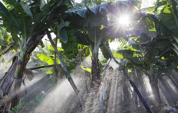Banana plantation being watered