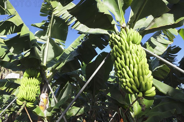 Canary banana (Musa sp.)