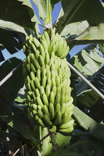 Canary banana (Musa sp.)