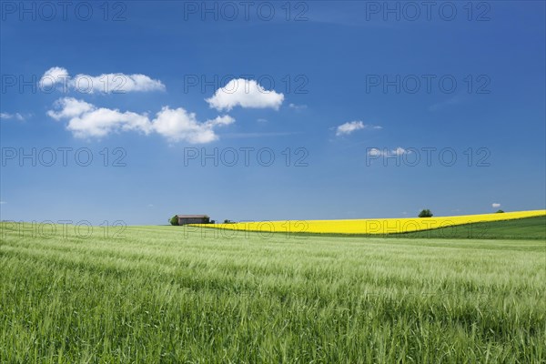 Barn between corn and oilseed rape field