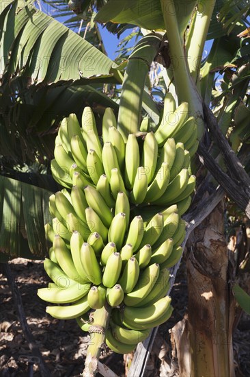 Canary banana (Musa sp.)
