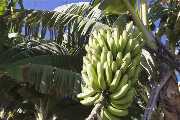 Canary banana (Musa sp.)